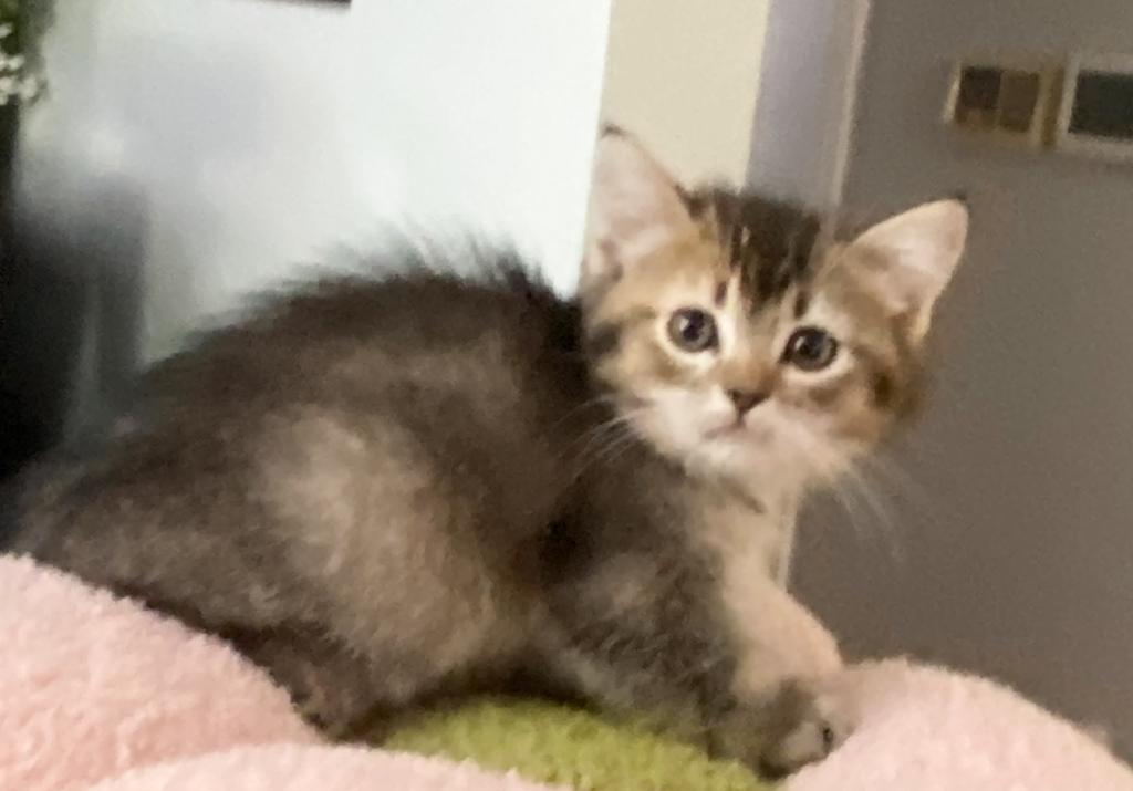 Ticked Tabby Short Legged Boy photo 9