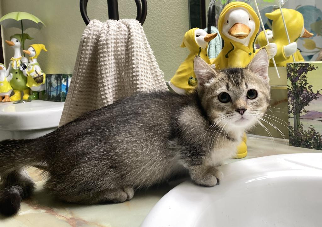 Ticked Tabby Short Legged Boy photo 5