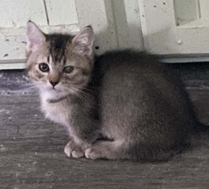 Ticked Tabby Short Legged Boy photo 2
