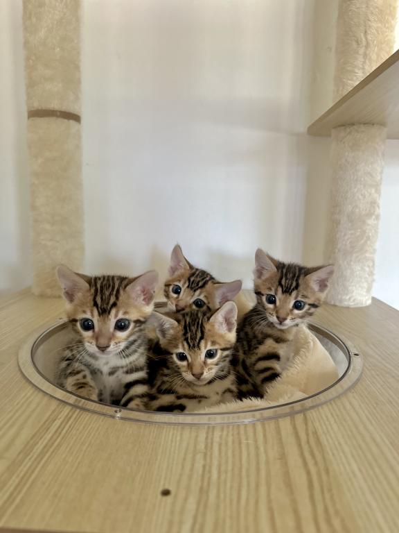 TICA Bengal Kittens
