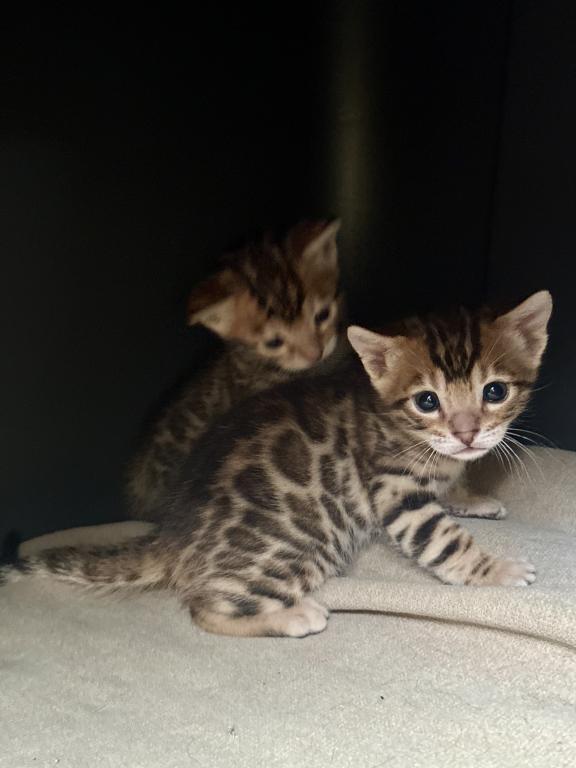 TICA Bengal Kittens photo 3