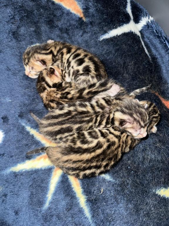 TICA Bengal Kittens photo 4