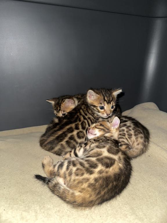 TICA Bengal Kittens photo 2