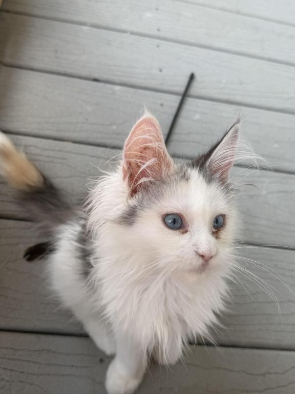 Freya photo 5