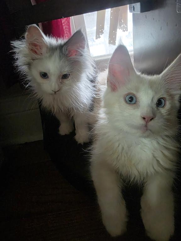 Freya photo 3