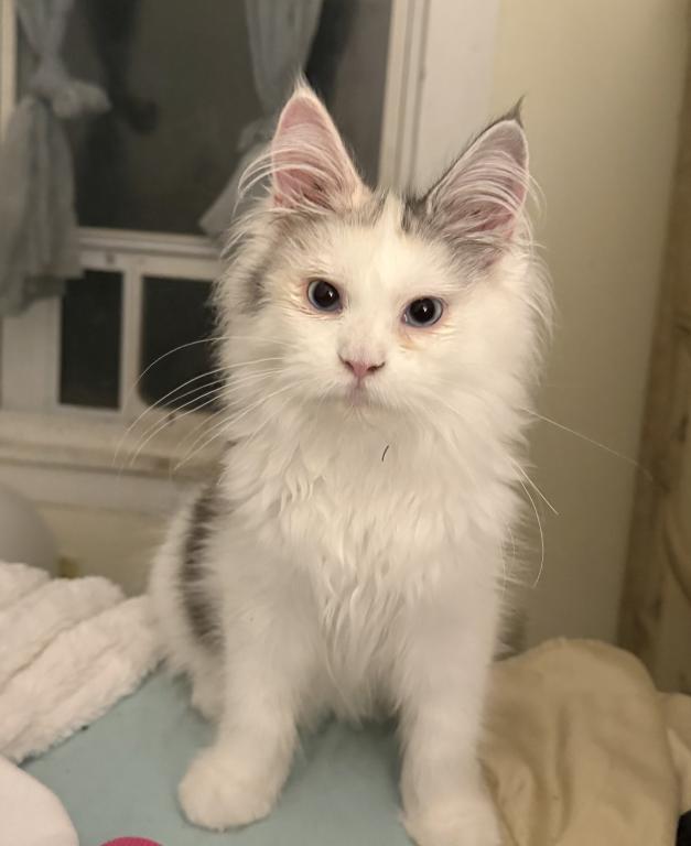 Freya