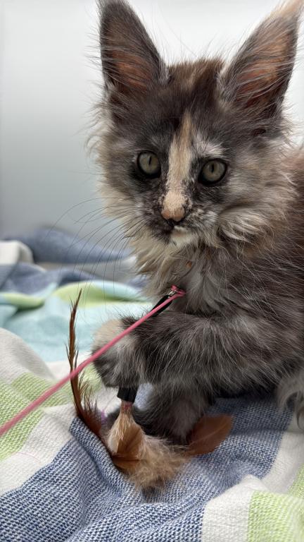 Freya photo 4