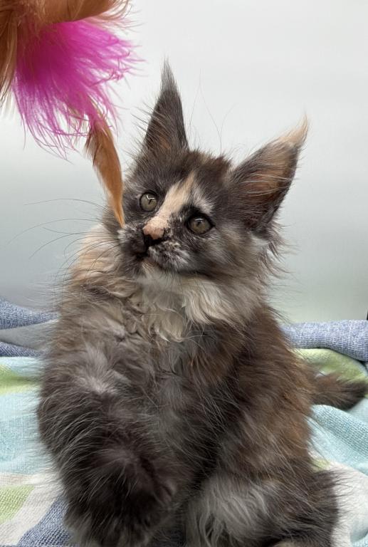Freya photo 5