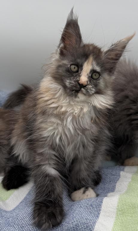 Freya photo 3