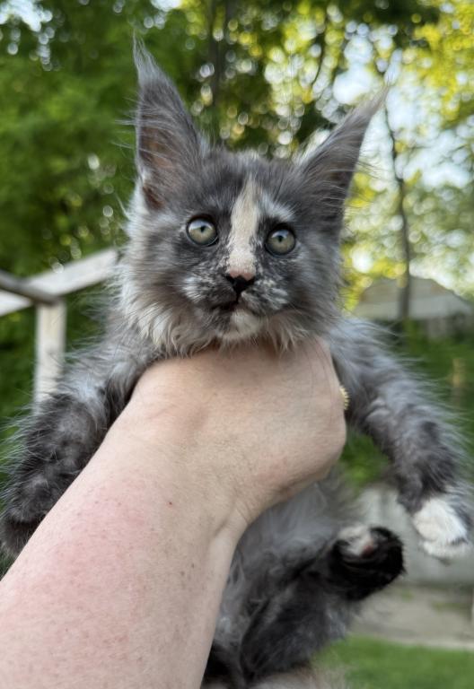 Freya