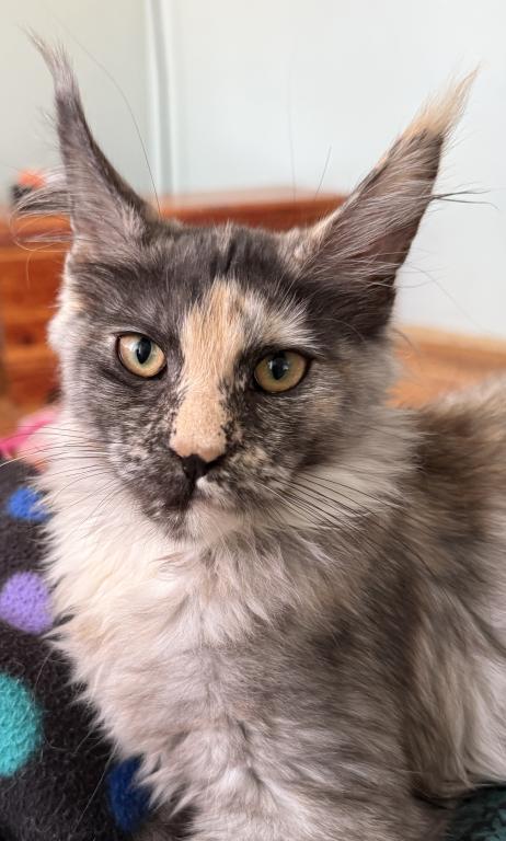 Freya photo 1