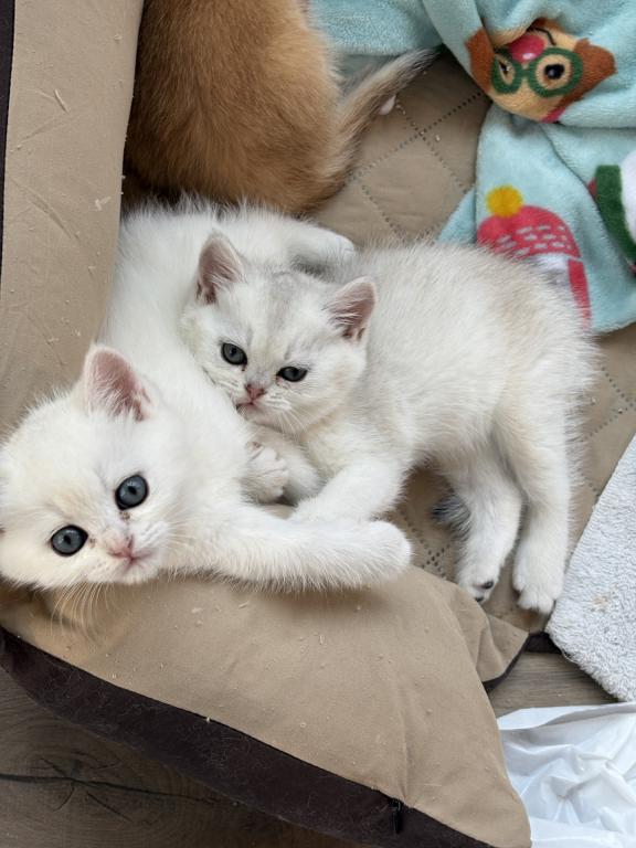 Scottish Straight Kittens 1 Male 1 Female photo 5