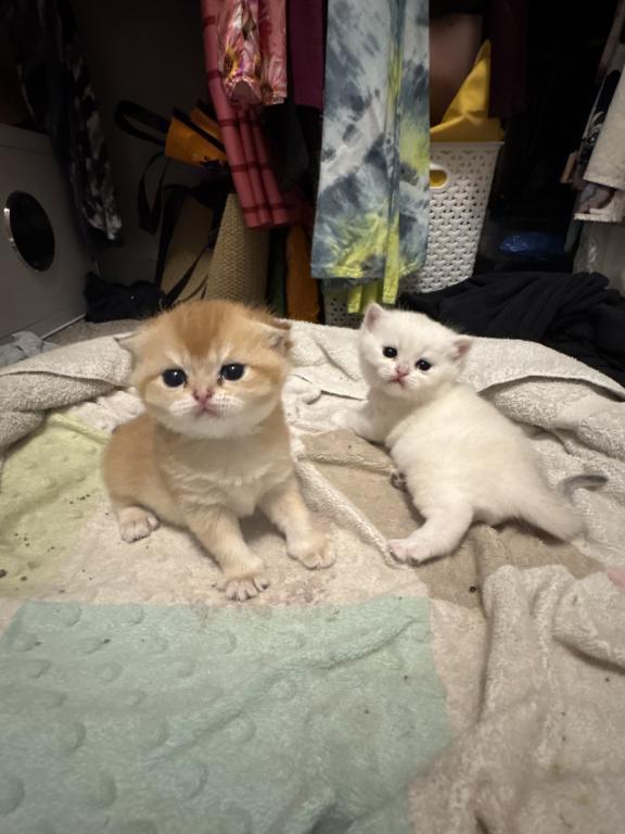 Scottish Straight Kittens 1 Male 1 Female photo 2