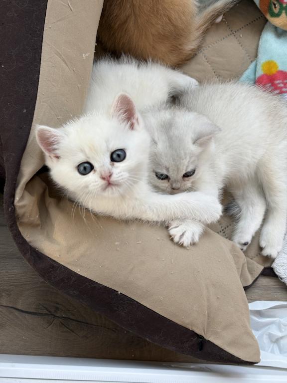 Scottish Straight Kittens 1 Male 1 Female photo 1