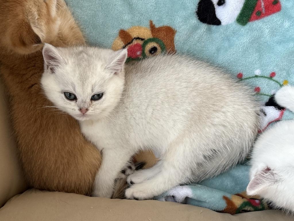 Scottish Straight Kittens 1 Male 1 Female photo 4