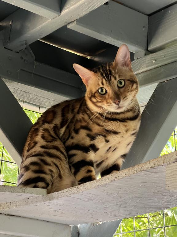 Bengal Boy photo 1