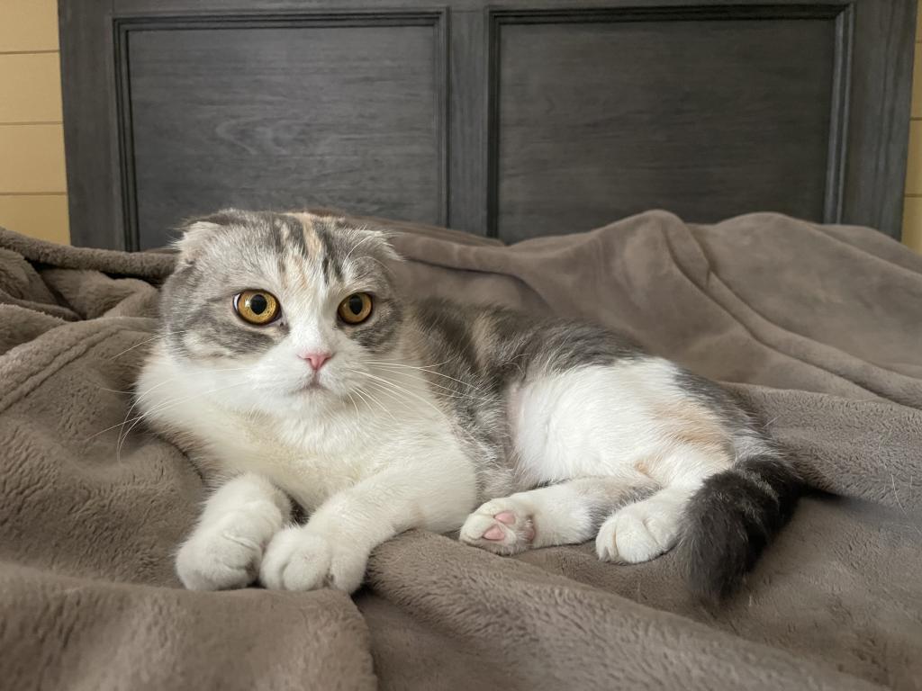 Alice photo 1