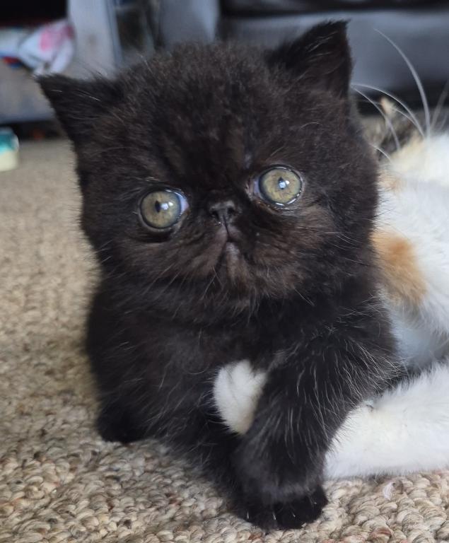 Koko photo 1