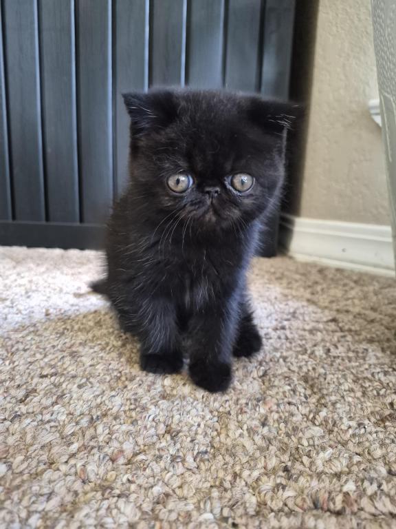Koko photo 3