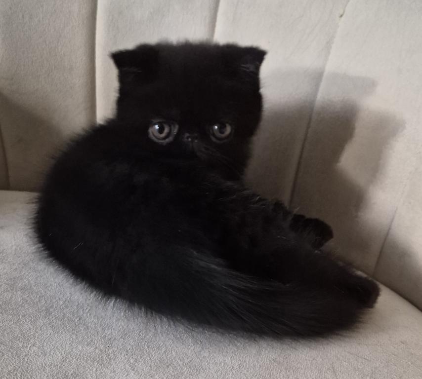 Koko photo 6