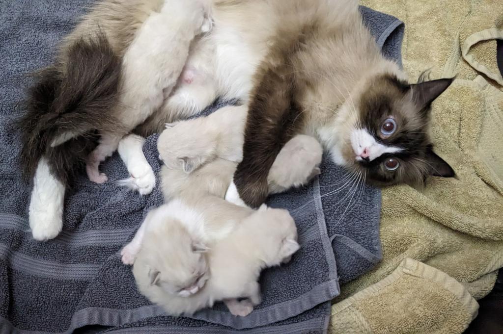 Ragdoll Purebred Daisy May's August 8 Litter photo 7