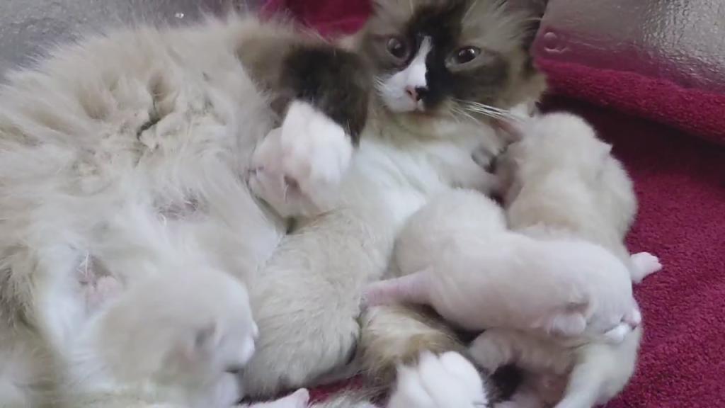 Ragdoll Purebred Daisy May's August 8 Litter photo 4