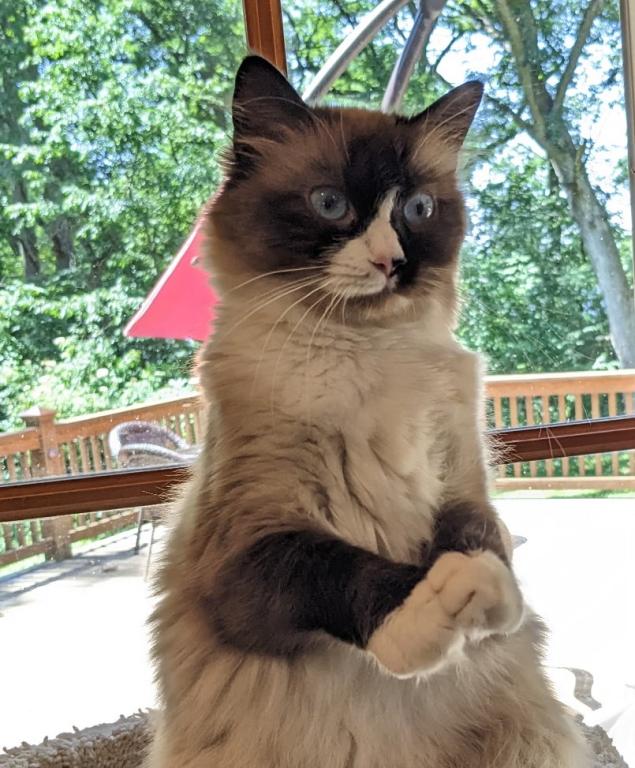 Ragdoll Purebred Daisy May's August 8 Litter photo 4