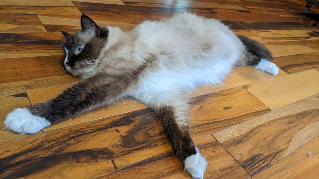 Ragdoll Purebred Daisy May's August 8 Litter photo 2