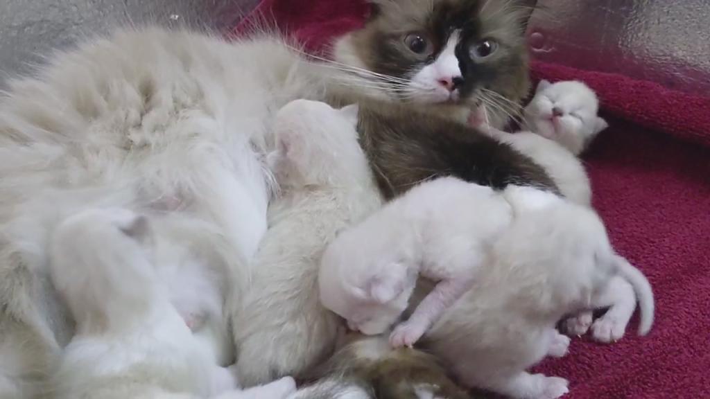Ragdoll Purebred Daisy May's August 8 Litter photo 3