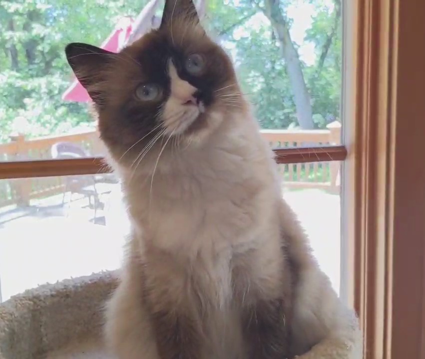 Ragdoll Purebred Daisy May's August 8 Litter photo 9