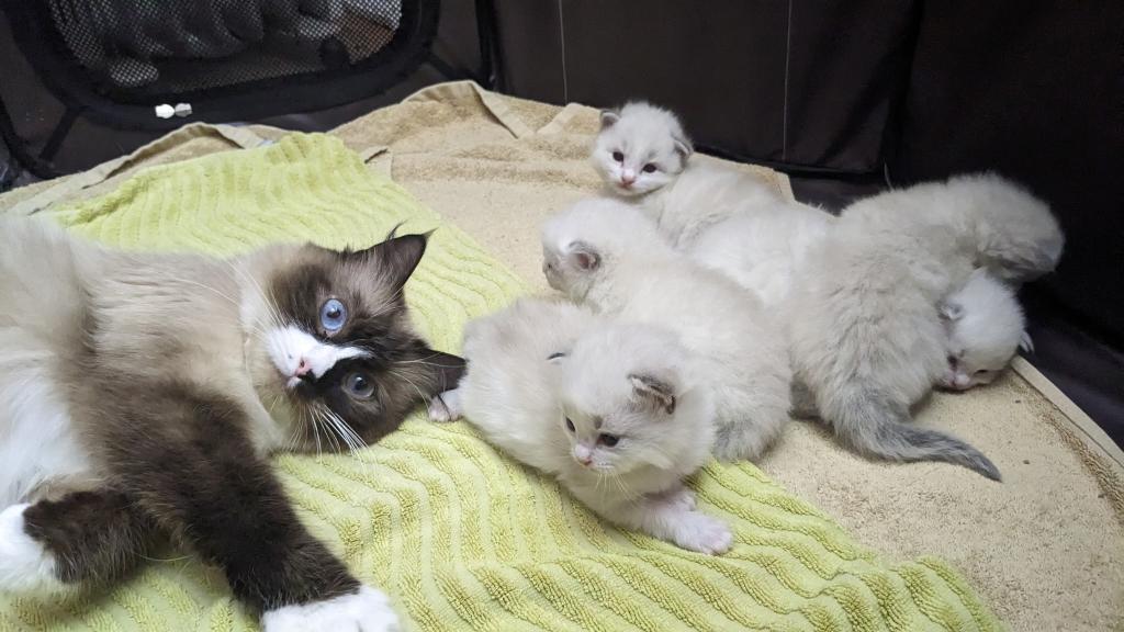 Ragdoll Purebred Daisy May's August 8 Litter photo 2