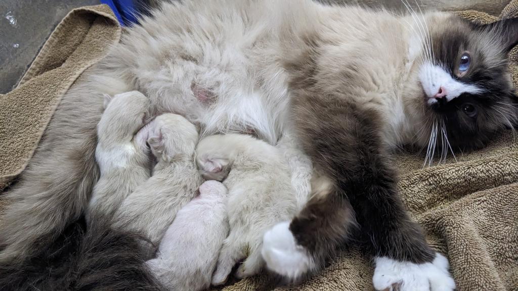 Ragdoll Purebred Daisy May's August 8 Litter photo 10