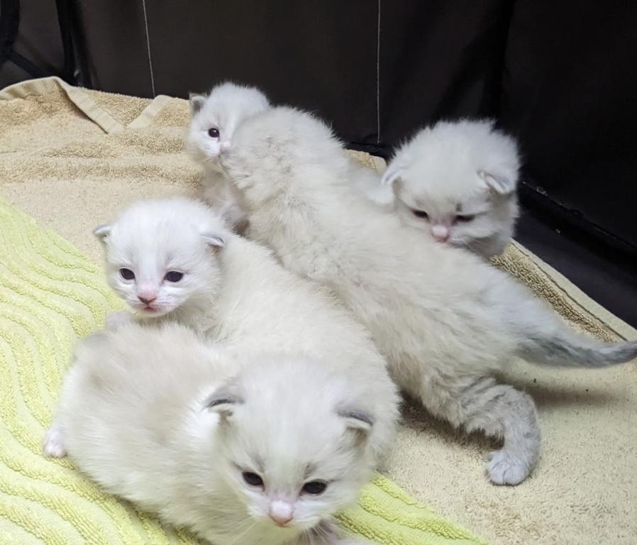 Ragdoll Purebred Daisy May's August 8 Litter