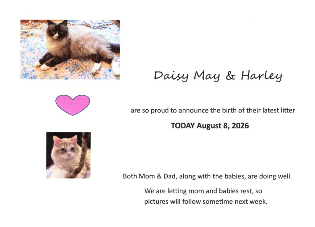Ragdoll Purebred Daisy May's August 8 Litter