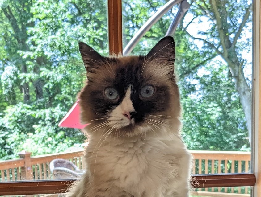 Ragdoll Purebred Daisy May's August 8 Litter photo 5