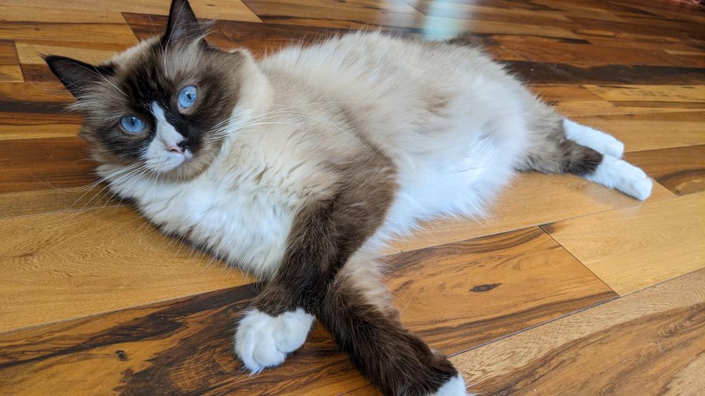 Ragdoll Purebred Daisy May's August 8 Litter photo 3