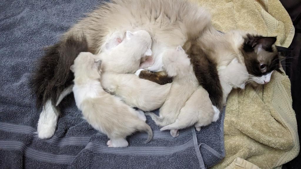 Ragdoll Purebred Daisy May's August 8 Litter photo 5