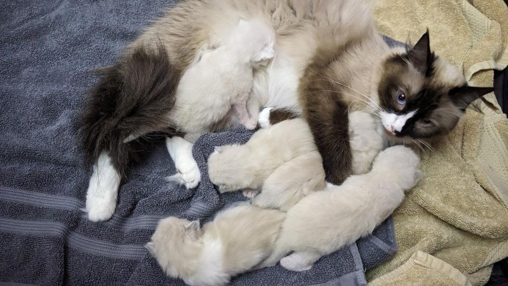 Ragdoll Purebred Daisy May's August 8 Litter photo 6