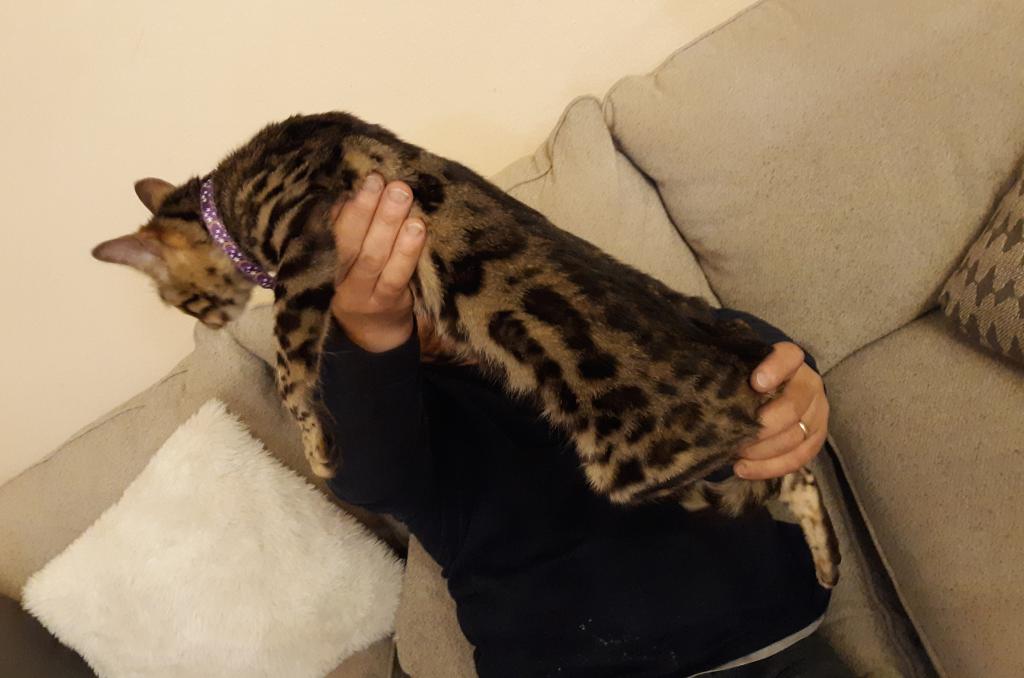 Tica High Quality Bengal Girl photo 2