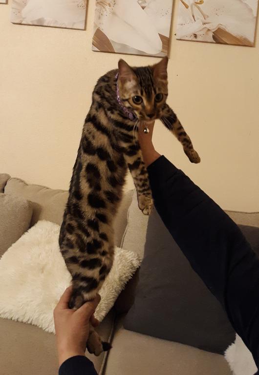 Tica High Quality Bengal Girl photo 3