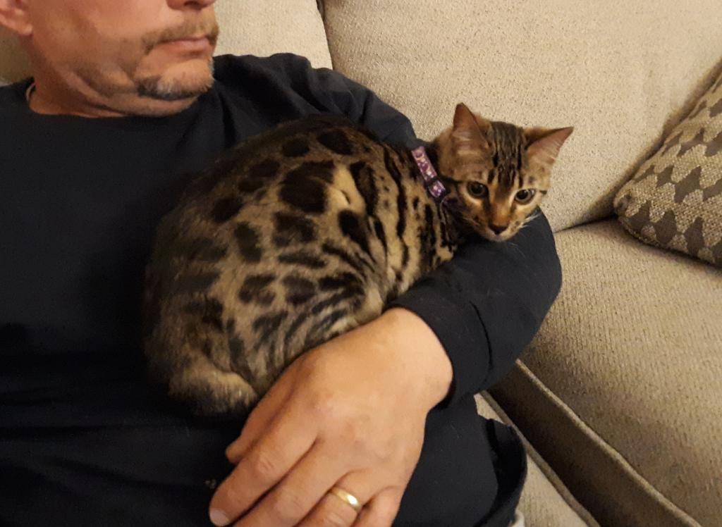 Tica High Quality Bengal Girl