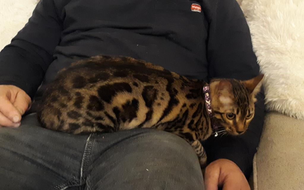 Tica High Quality Bengal Girl photo 5