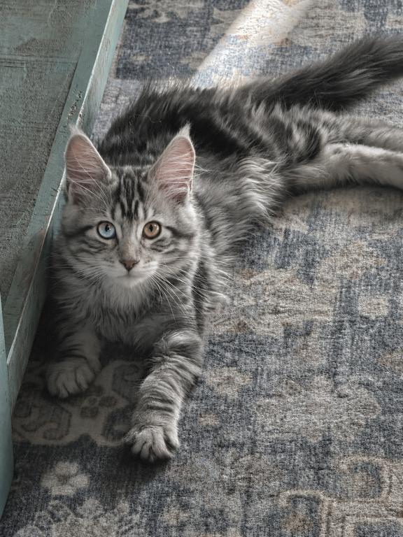 Athena & Esme Kittens