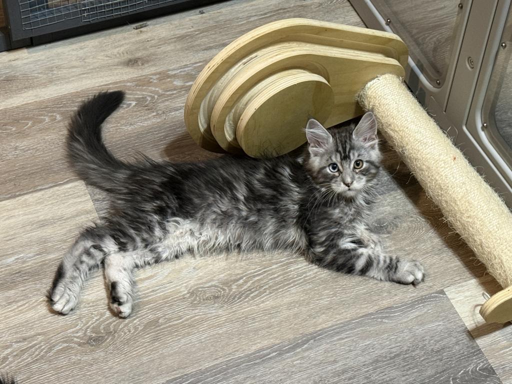 Athena & Esme Kittens photo 3