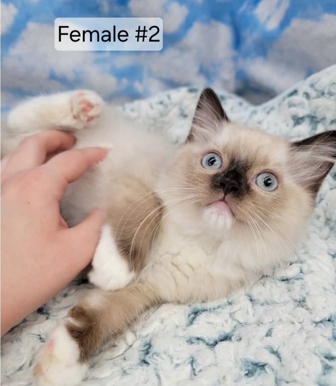 Prudence Female 2
