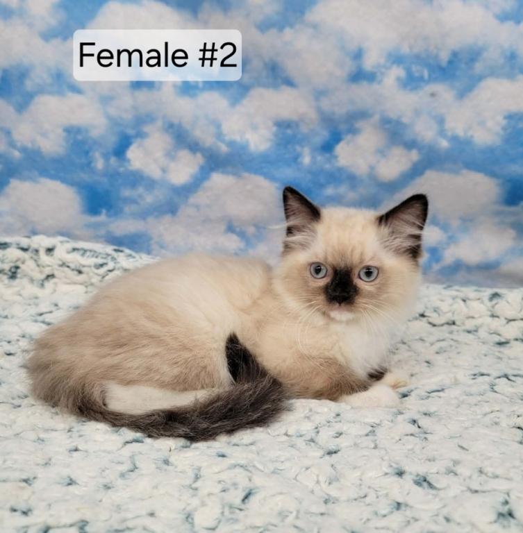 Prudence Female 2 photo 7