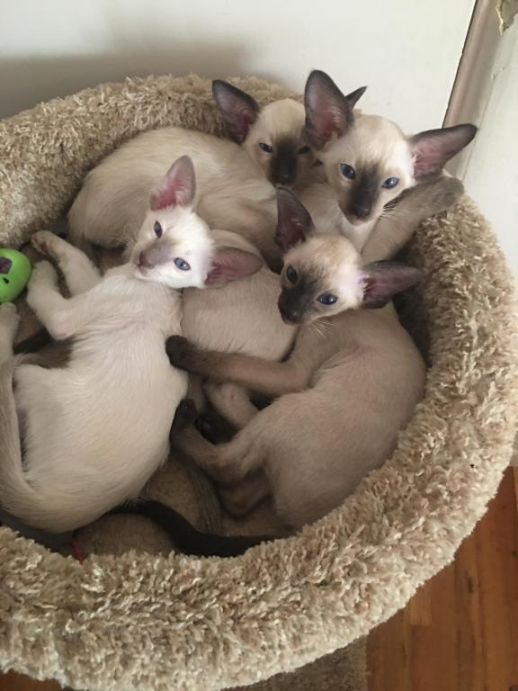 Summer's Kittens photo 6