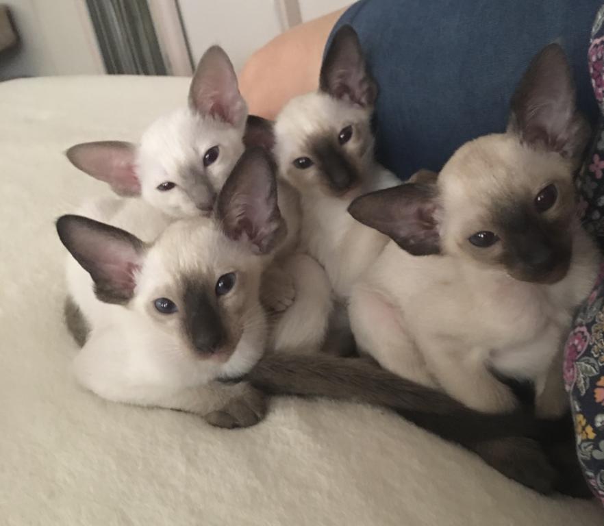 Summer's Kittens photo 7