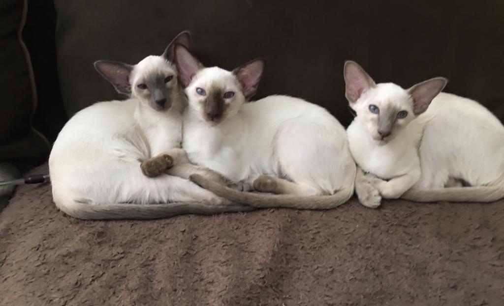 Summer's Kittens