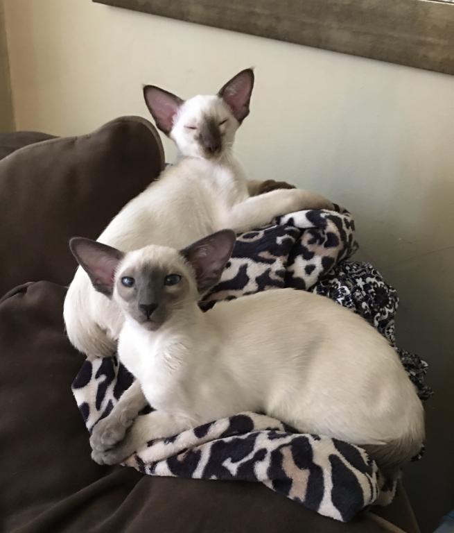Summer's Kittens photo 5